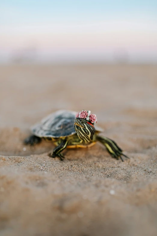 small green and brown turtle with pink flowers on top