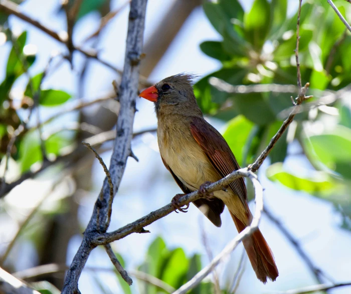 a little bird with orange face sits on a nch