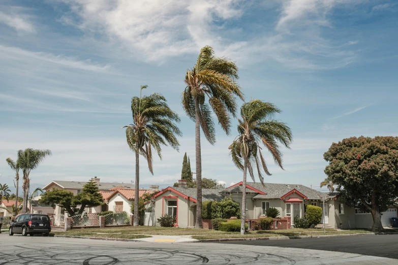 three palm trees are in the background on this residential area