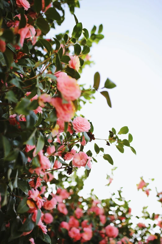 pink flowers growing from a tree on a sunny day