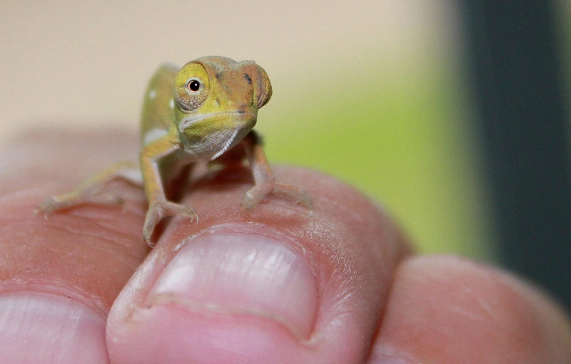 there is a tiny lizard sitting on someones hand