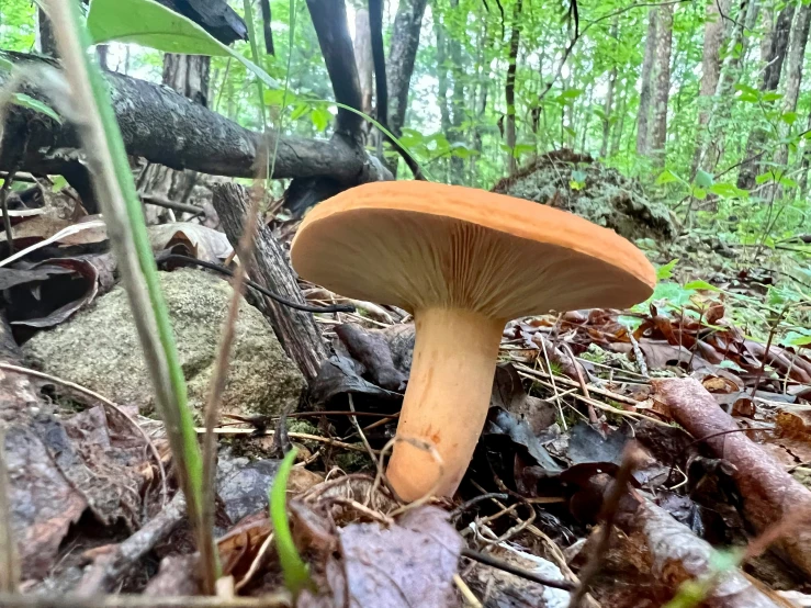 the mushroom is on the ground with other plants in the background