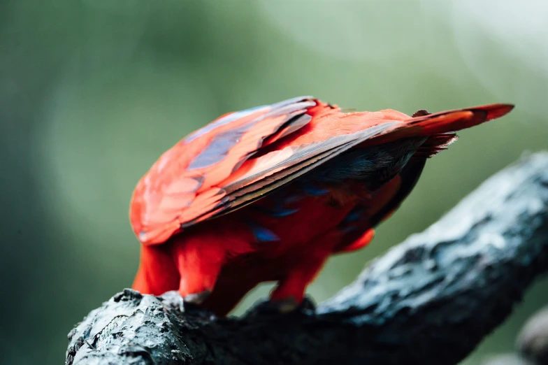 a red bird sits on a nch next to a blurry background