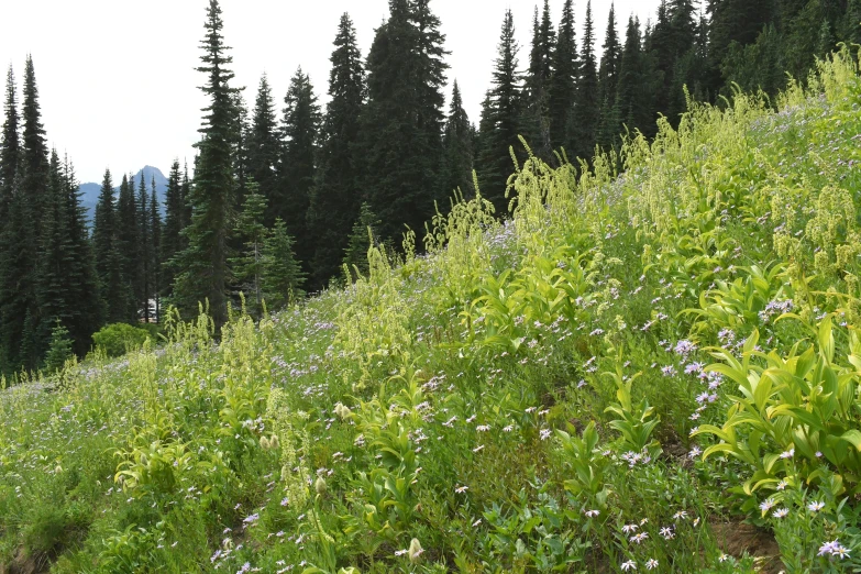 there is a very steep hill with many trees