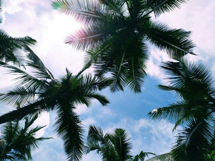 several palm trees in the sunlight with blue sky behind them