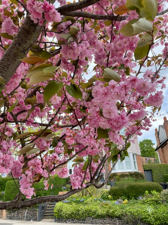 this is a tree with pink flowers on it