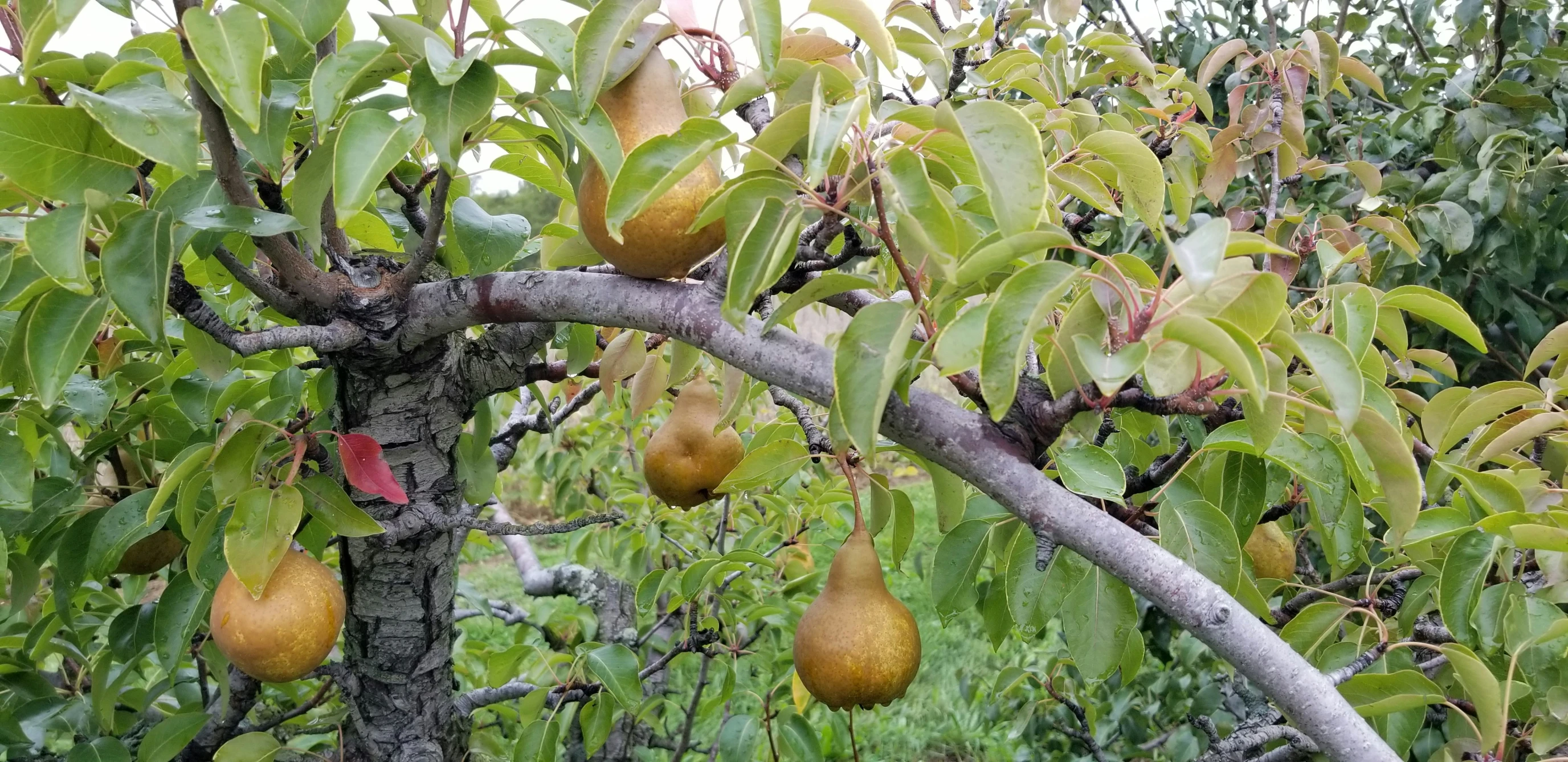 an orchard tree filled with fruit and growing