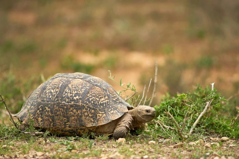 a turtle is walking along the dirt and grass