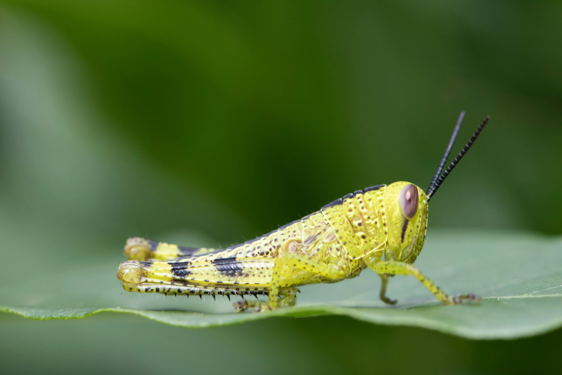 a close up s of a large insect sitting on top of a green leaf