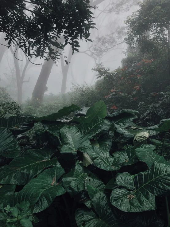 foggy forest with green plant life and large leaves