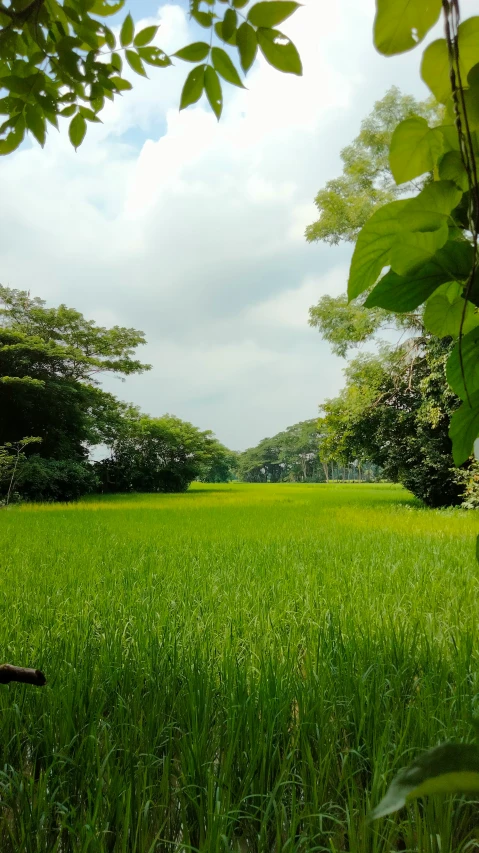 green grass and trees in the background