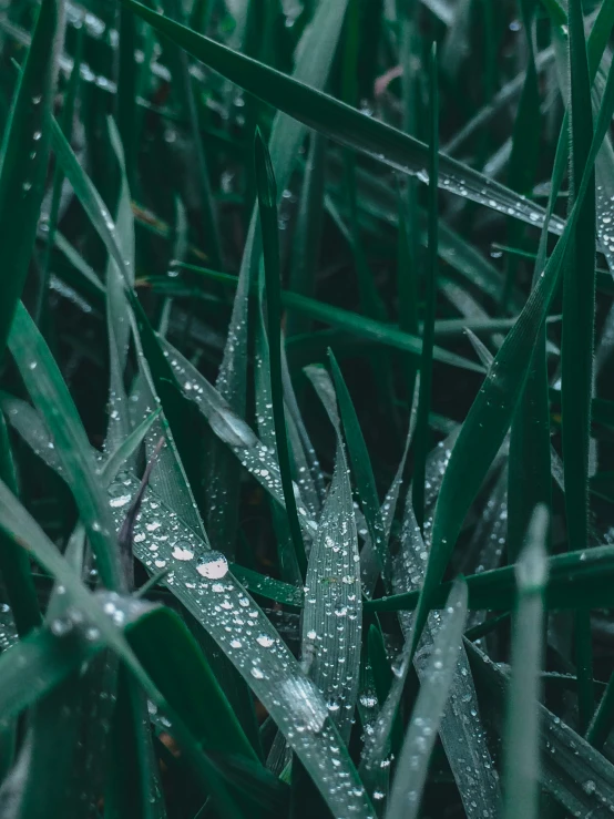 wet grass with rain drops on the stems