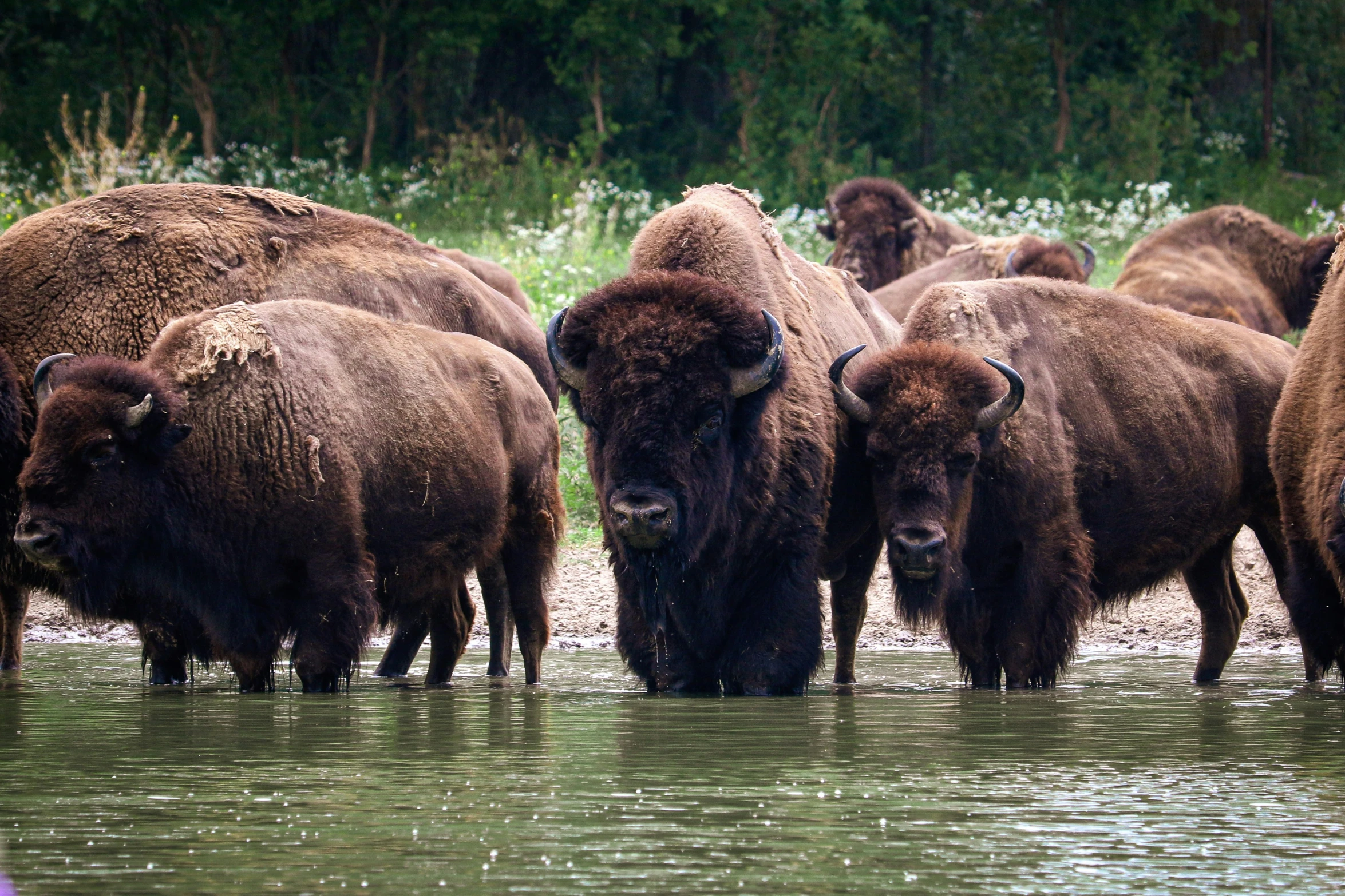 a bunch of bison are standing in a river