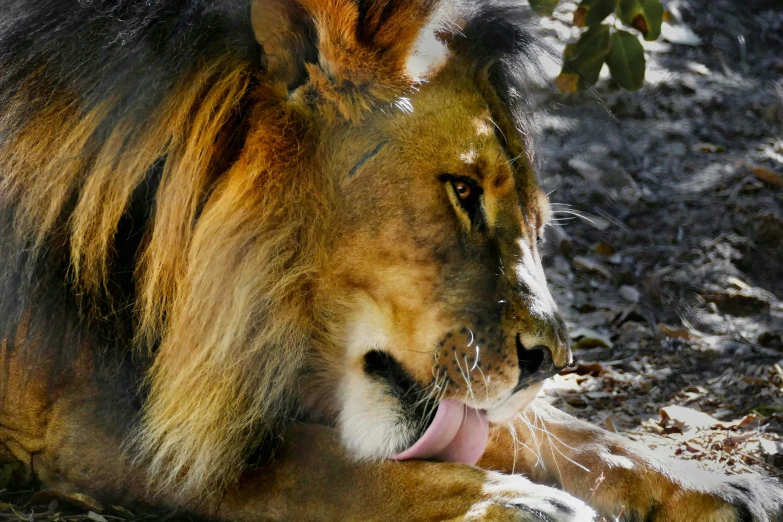 a lion laying in the sun with its mouth open