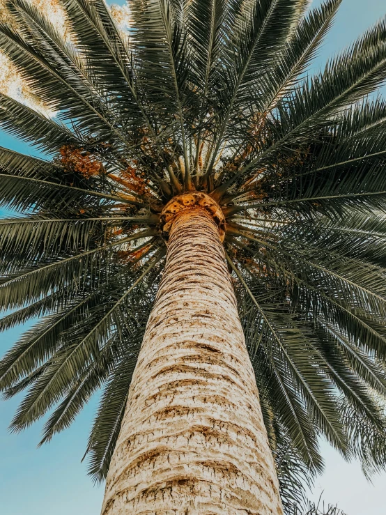 looking up at the top of the tall tree