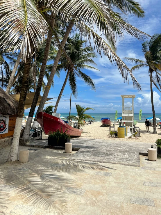 two palm trees on the beach have surf boards