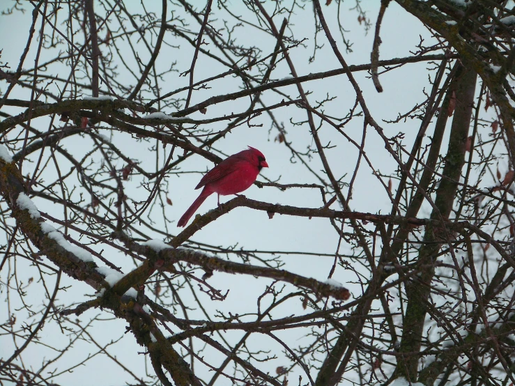 red cardinal sits on nch in a snowy tree