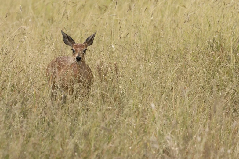 there is a deer that is standing in the grass