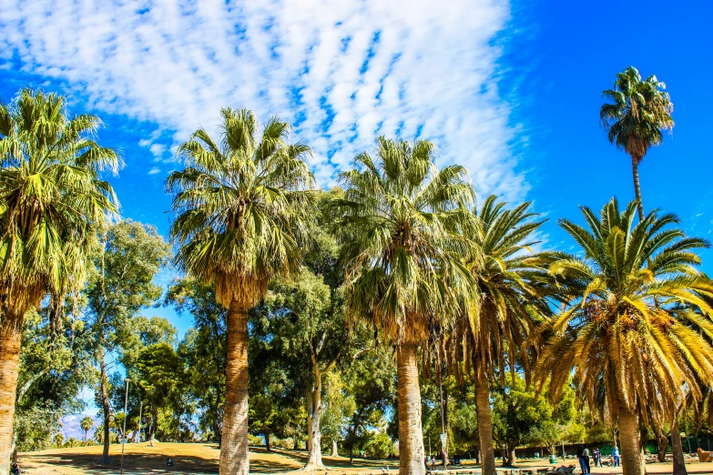 many palm trees near one another on the sand