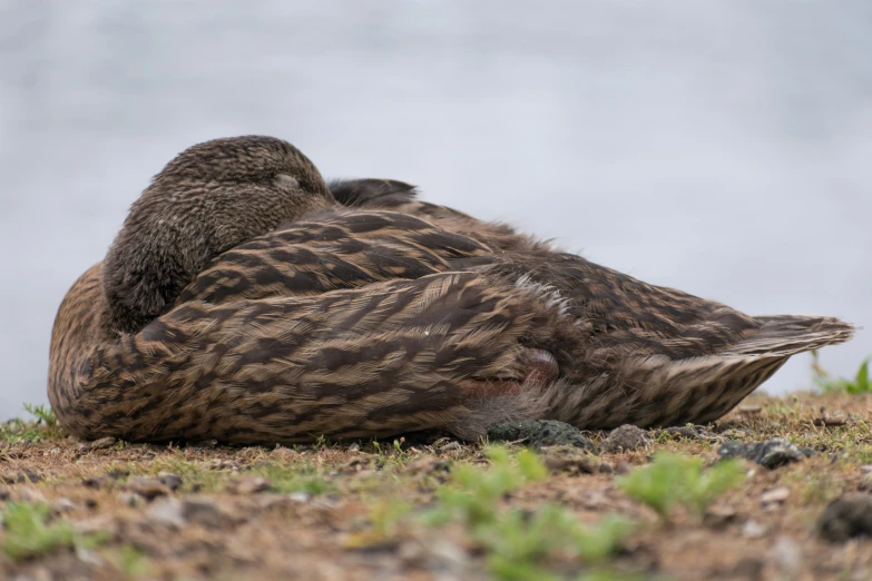 a couple of birds sitting next to each other