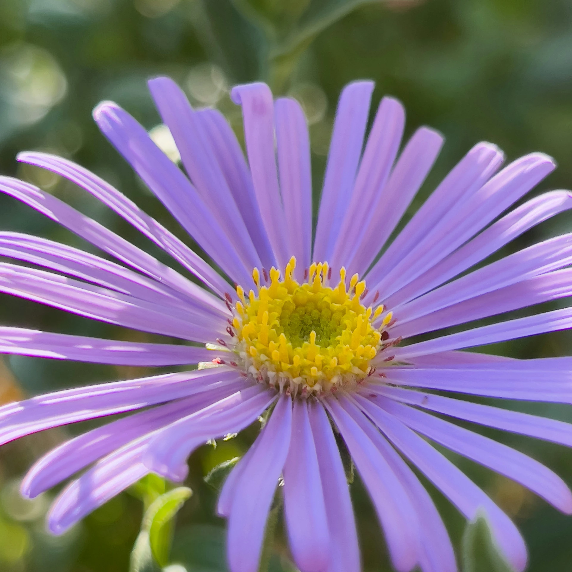 this is a close - up of a purple flower