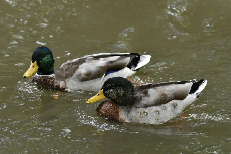 a couple of ducks floating on top of a body of water