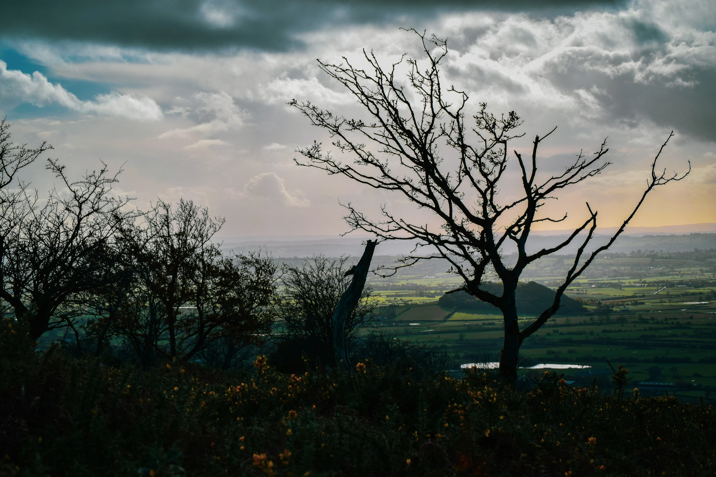 an empty field with a tree in it