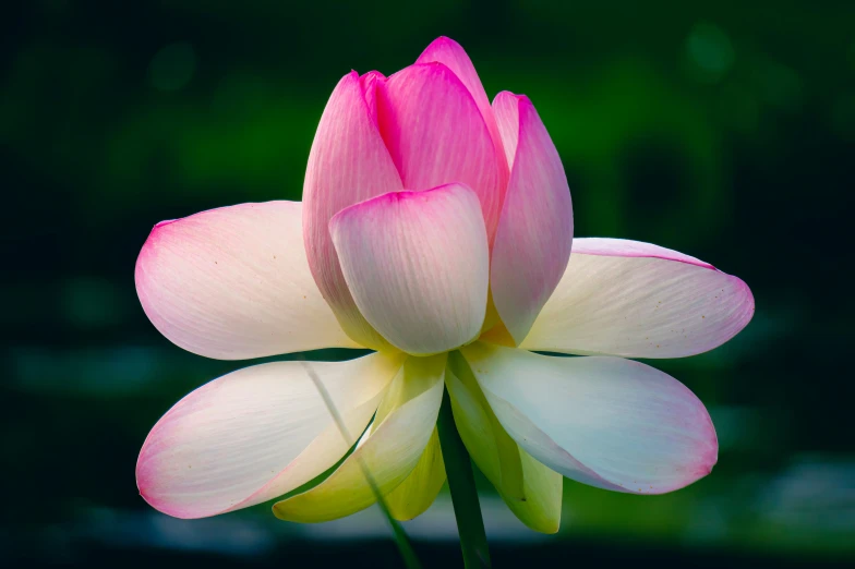 a bright pink flower with green leaves