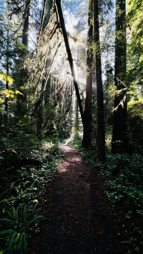 a dirt road surrounded by trees and bushes