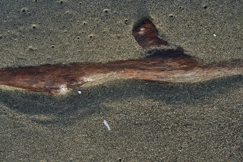 an image of dead fish on the beach