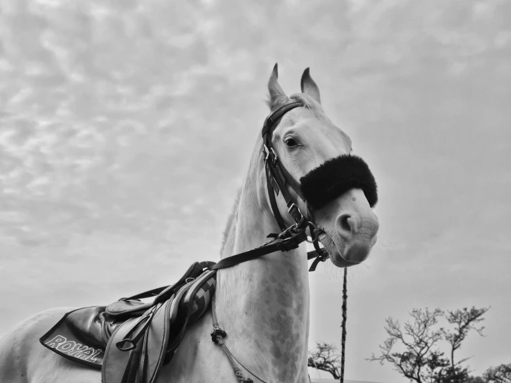 a white horse tied to a tree in front of some clouds