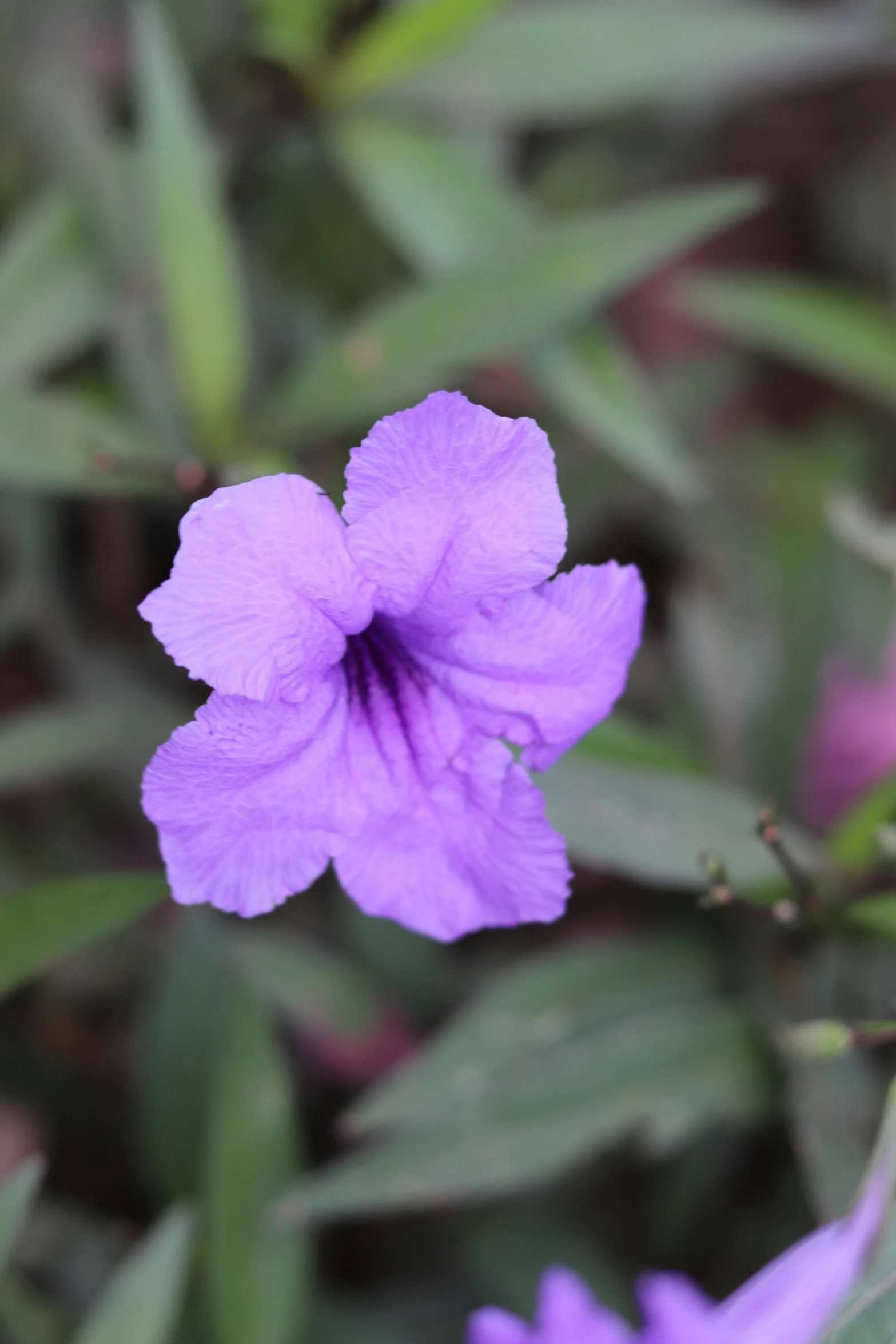 purple flowers on green leaves with white stamen