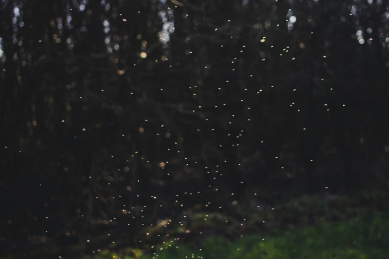 trees with lots of dots above them near grass