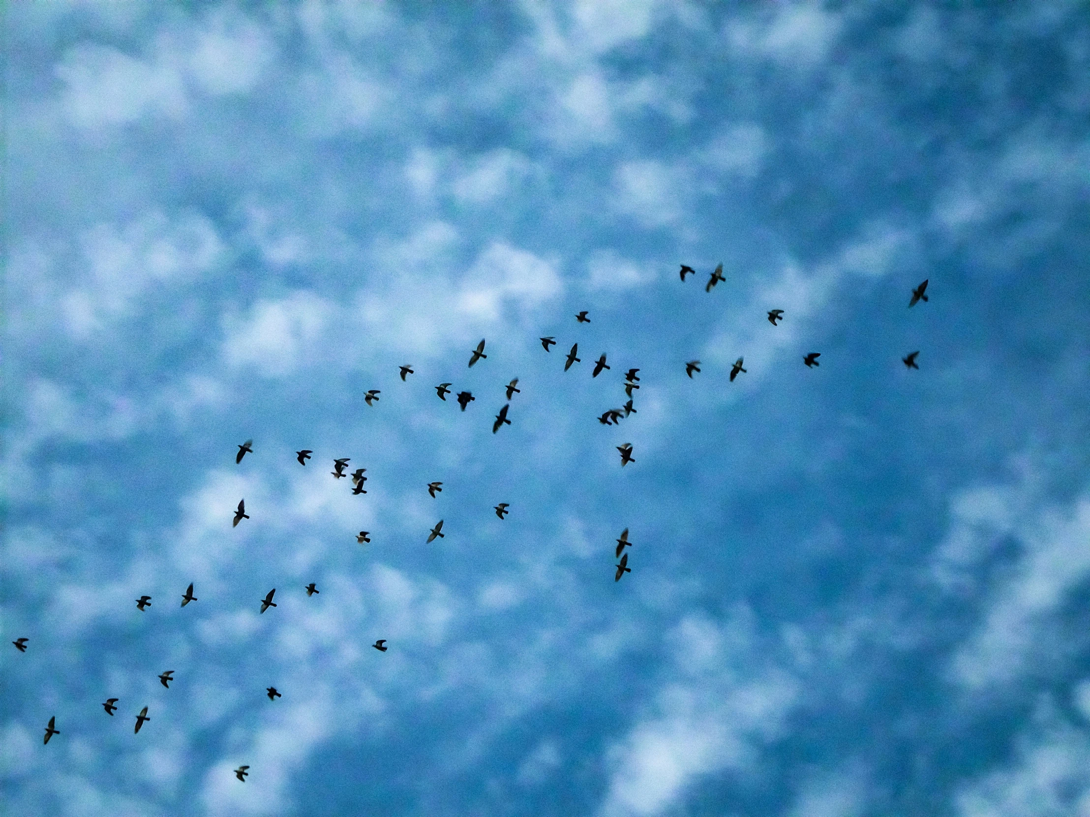 a flock of birds flying through the sky