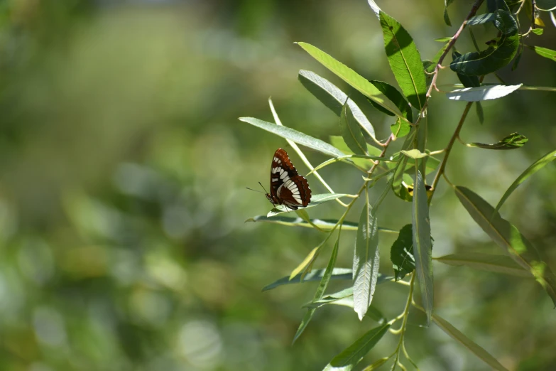 a large erfly with brown and white stripes on it's wings