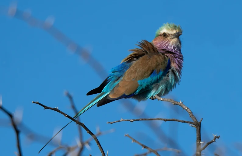 a colorful bird sits on top of a tree nch