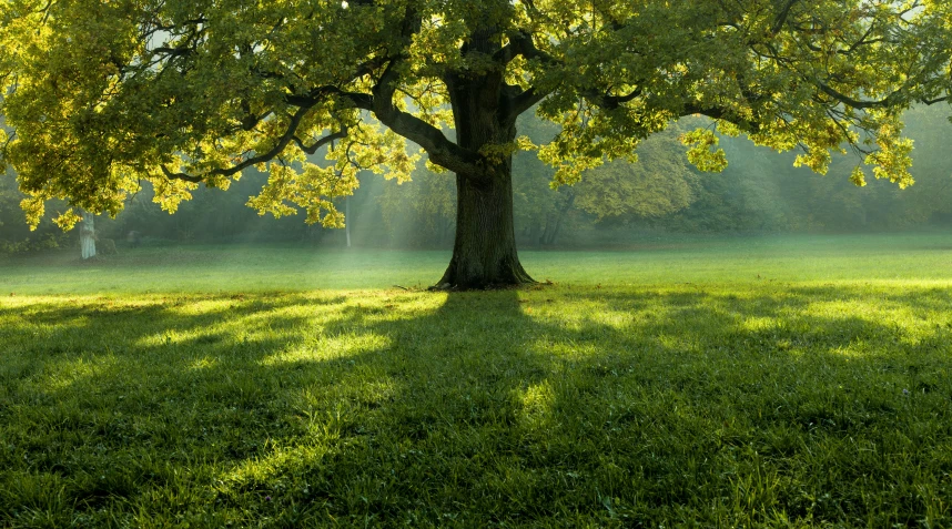 the sun shines through a large tree on green grass