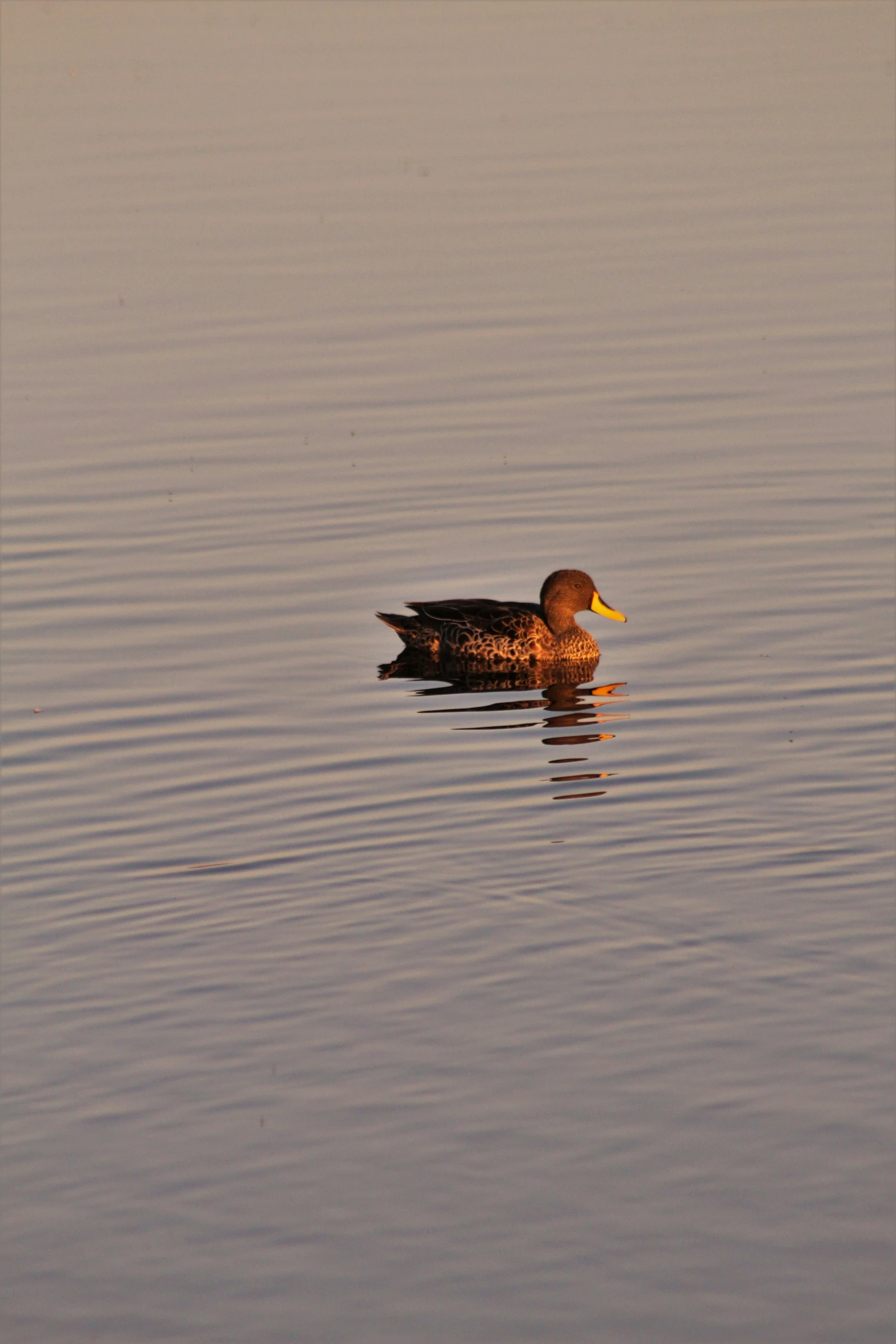 a single duck is floating in the water