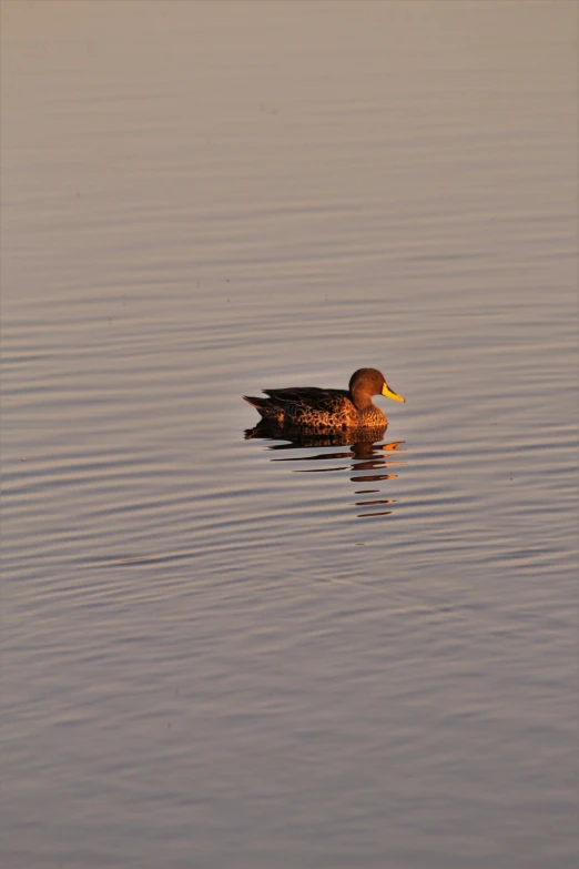 a single duck is floating in the water