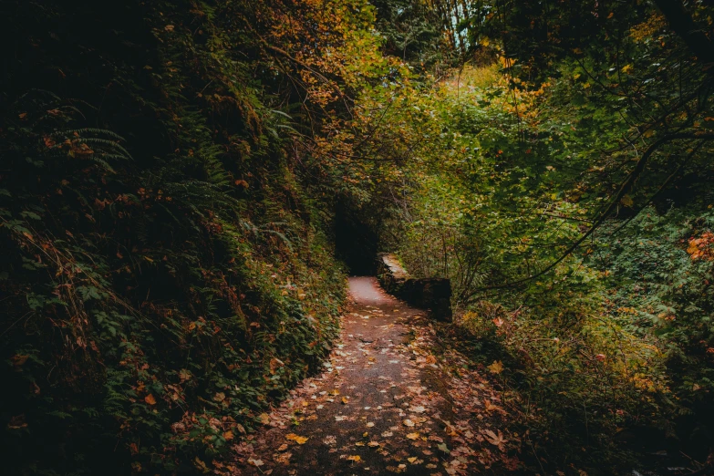 a trail in the woods is empty, it's a lot more beautiful