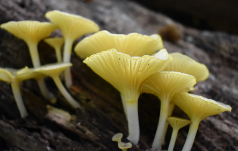 the small mushrooms are on the tree trunk