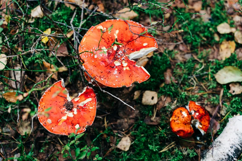 three large orange mushrooms that are laying on the ground