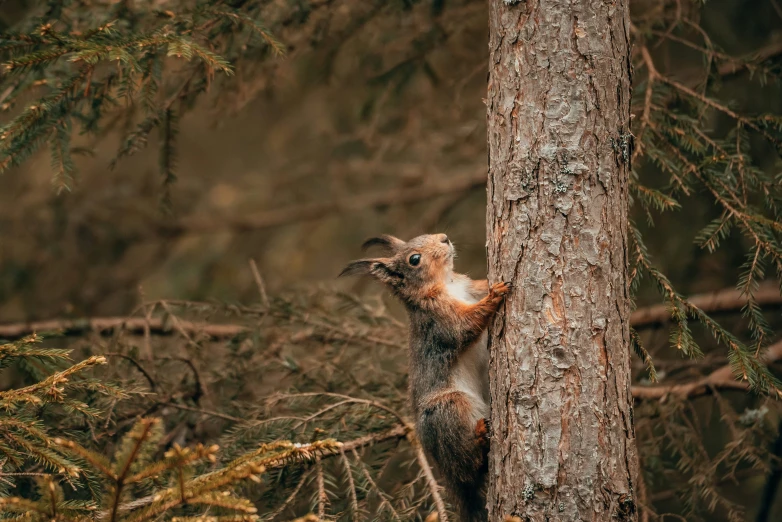 an animal hanging on to a tree trunk