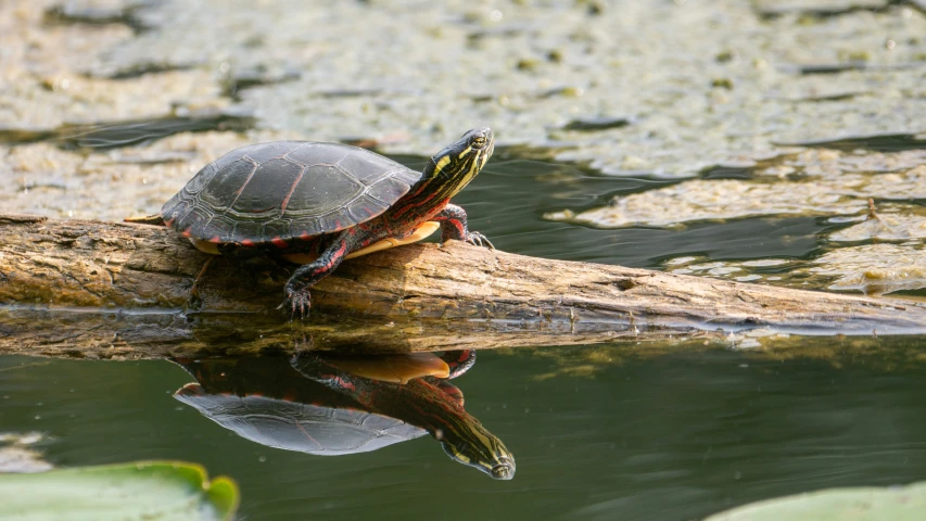 the turtle is resting on top of the log in the water