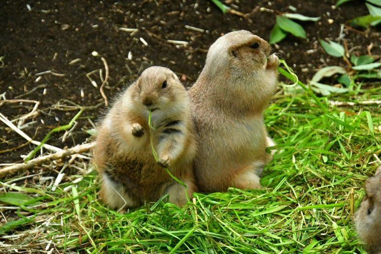 three prairie style baby animals sitting on the grass