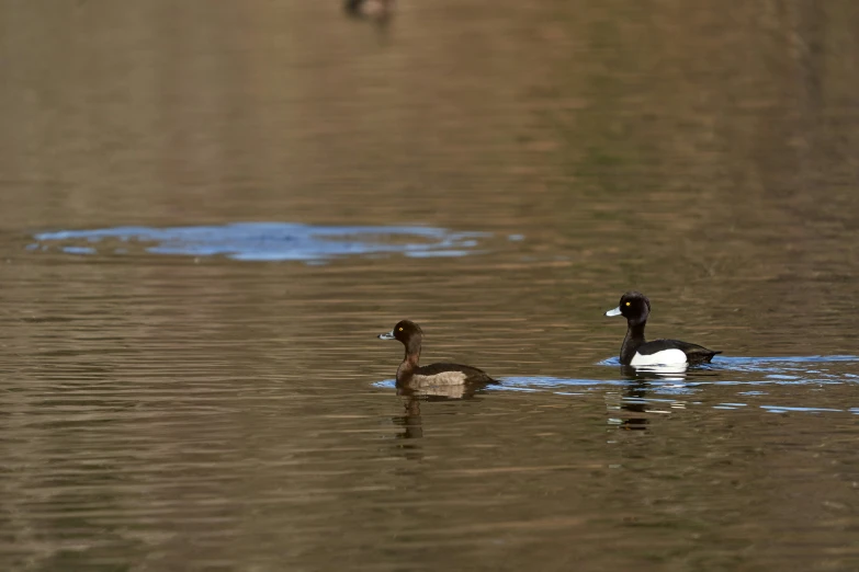 a pair of ducks floating along a lake