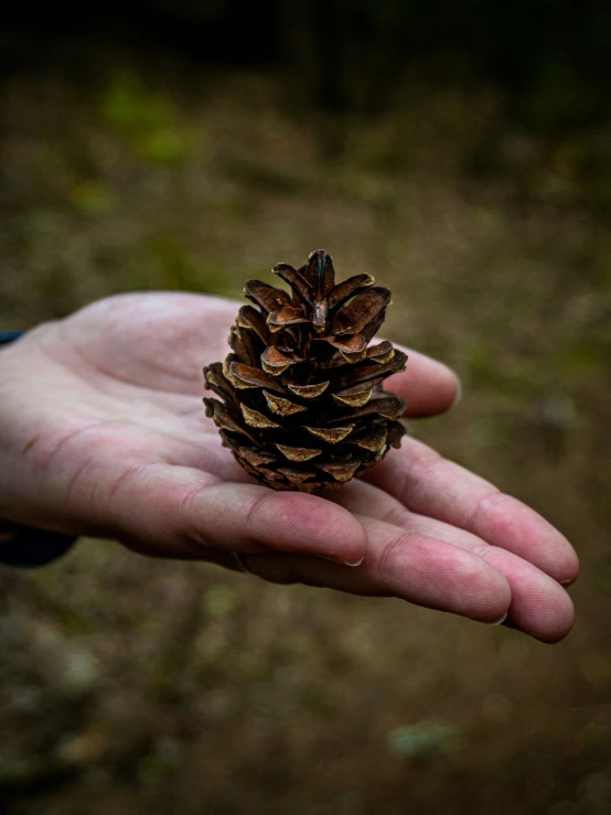 a hand holds up a tiny pine cone