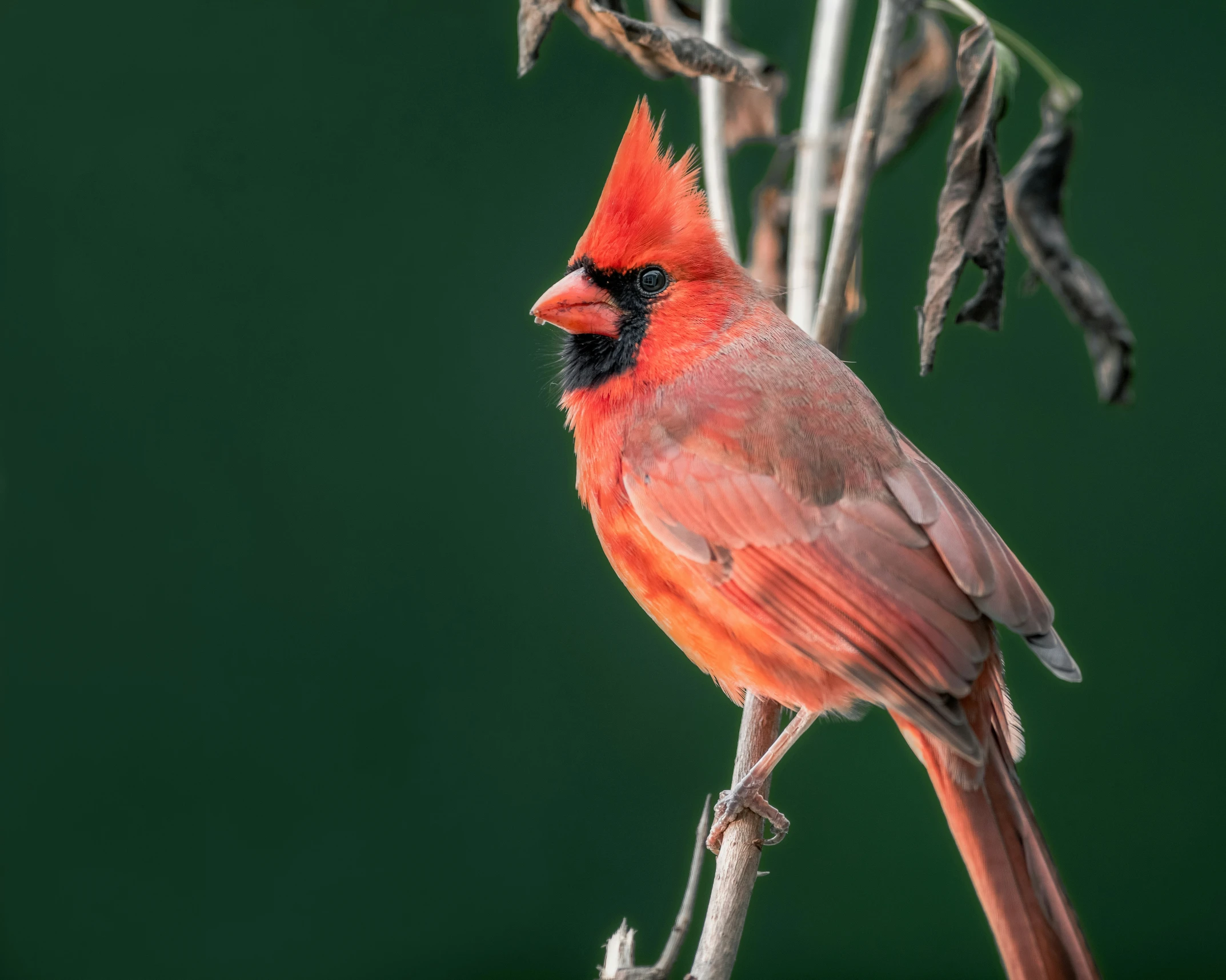 a close up of a red cardinal bird on a nch