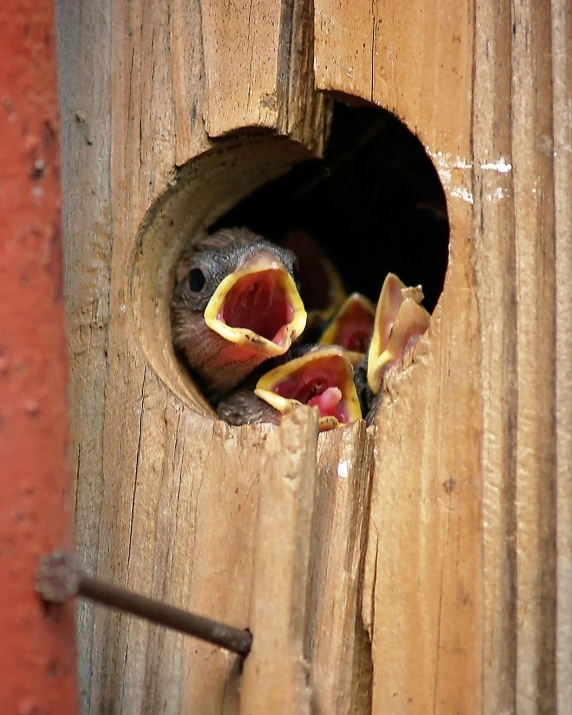 two small birds that are inside of a wooden bird house