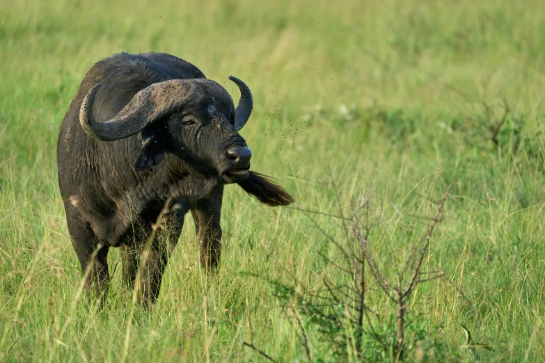 a black bull is in a field grazing